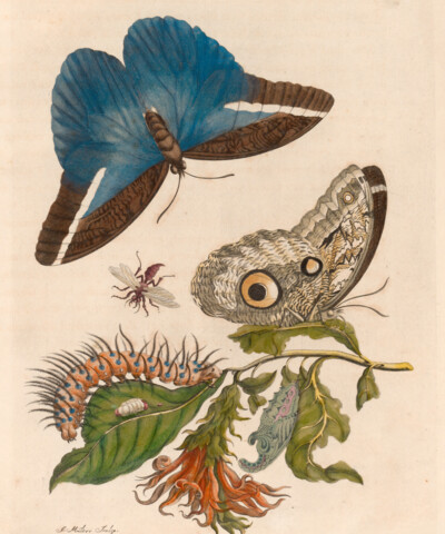 Maria Sibylla Merian_Suriname ©Uni-Bib Frankfurt a.M.