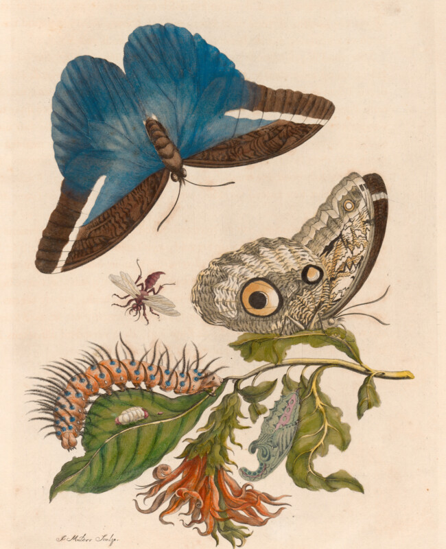 Maria Sibylla Merian_Suriname ©Uni-Bib Frankfurt a.M.